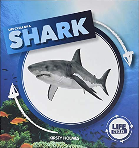 Life Cycle of a Shark
