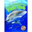 Oceanic Whitetip Sharks and Pilot Fish