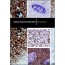 Immunochemistry